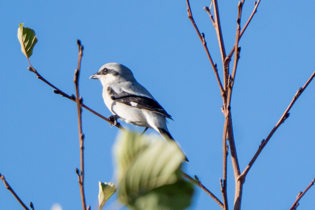 Great Gray Shrike - ML644709036