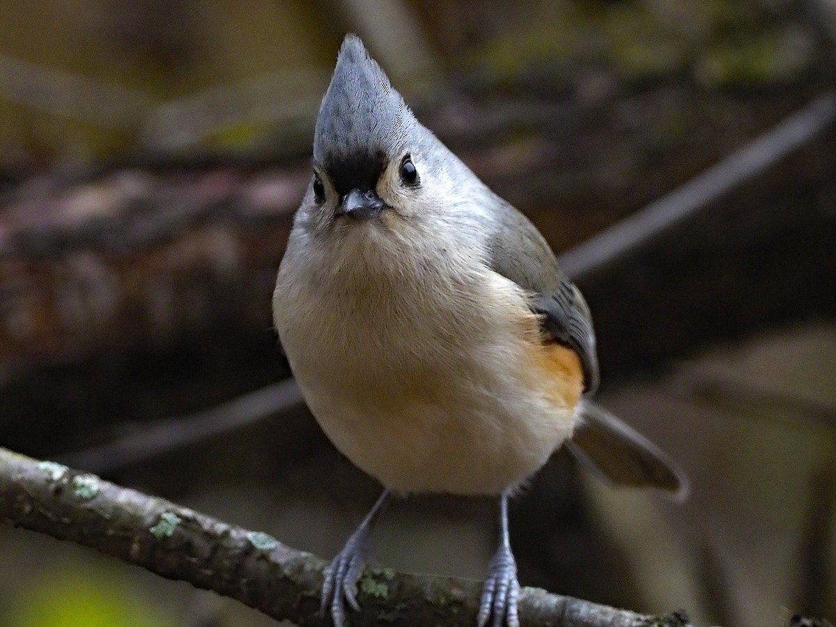 Tufted Titmouse - ML644709047