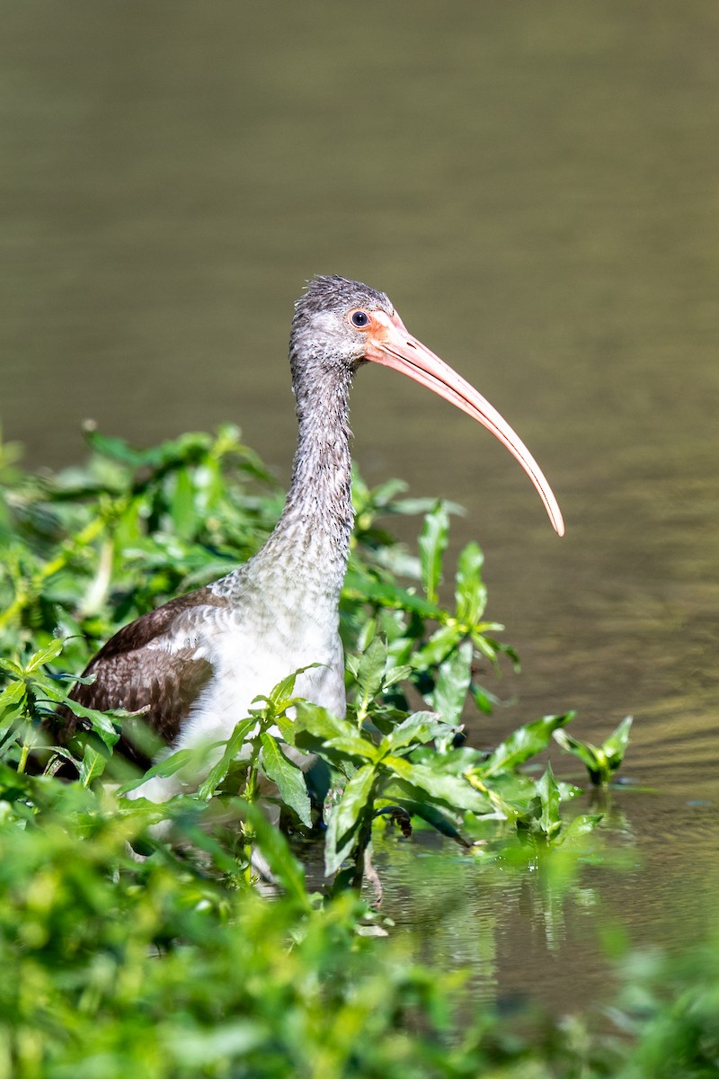 Ibis blanc - ML644709050