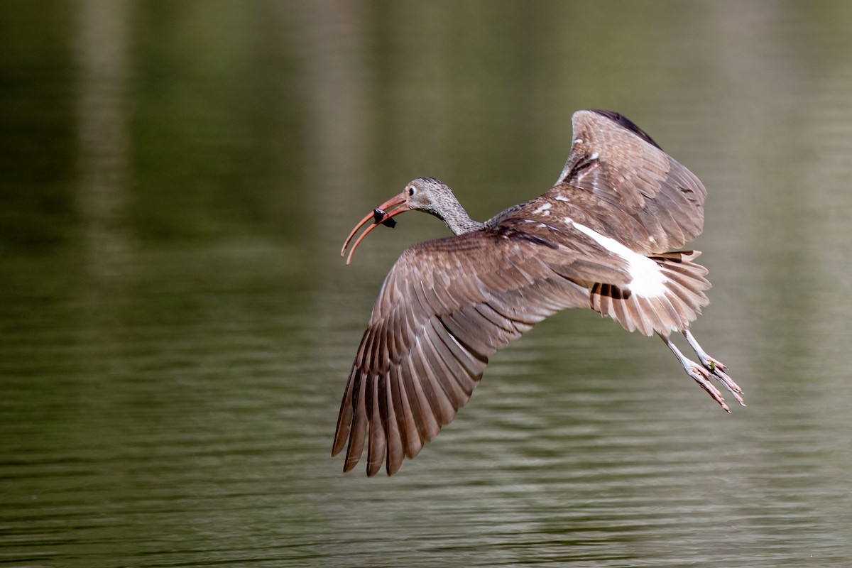 Ibis blanc - ML644709051