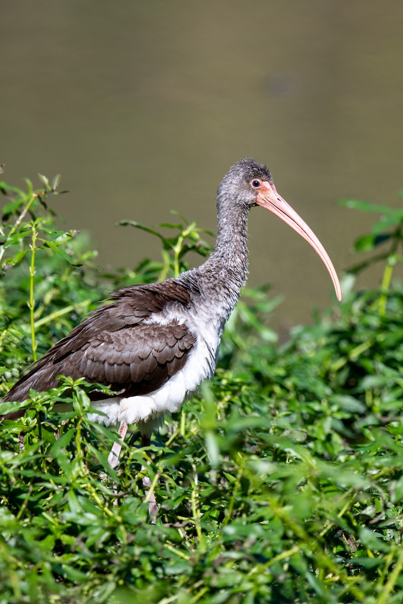 Ibis blanc - ML644709052