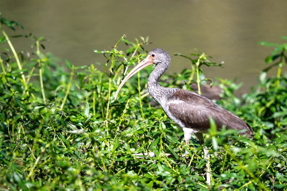 Ibis blanc - ML644709053