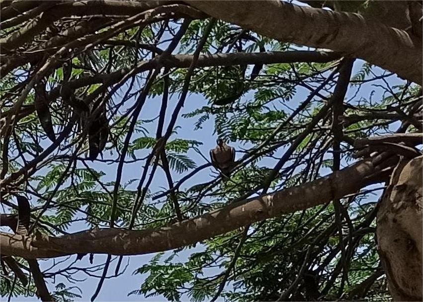 Tourterelle côtière - ML644709054