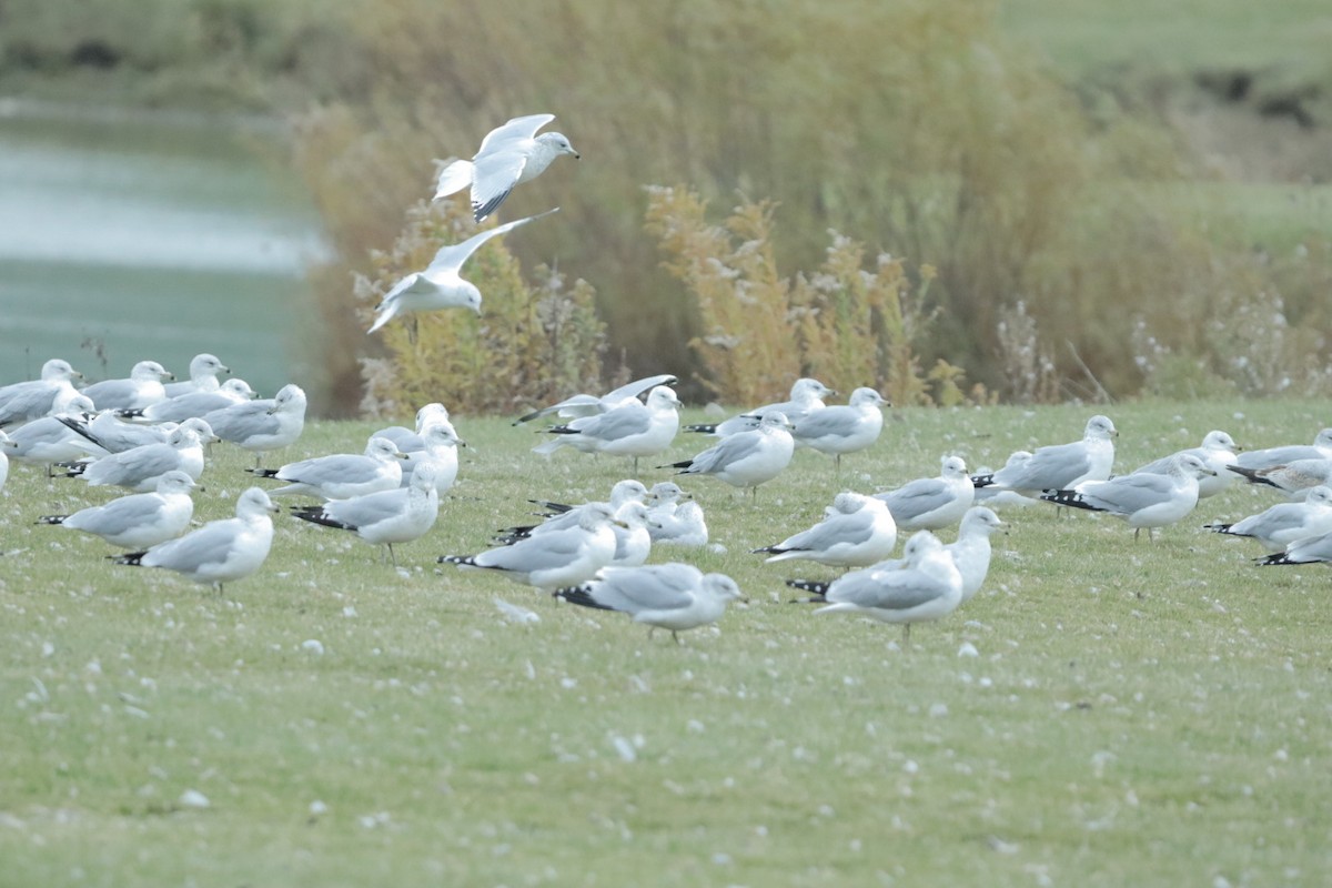 Goéland à bec cerclé - ML644709057