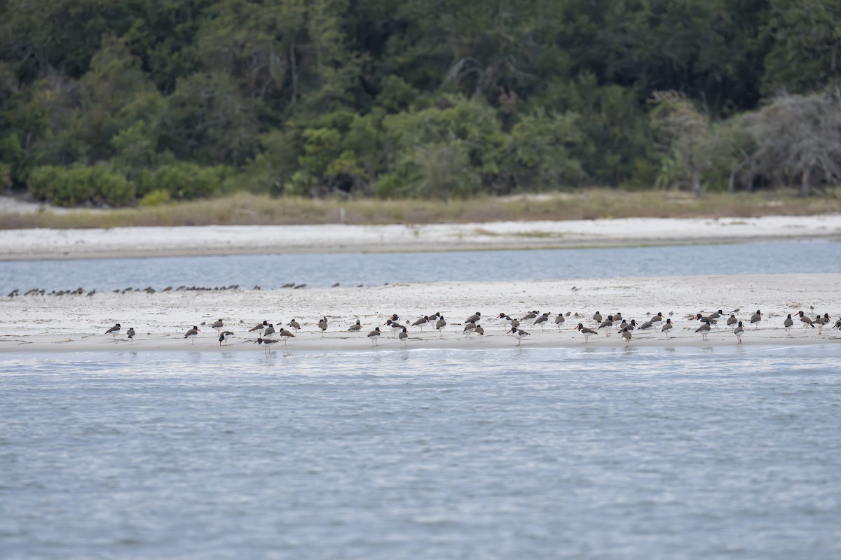 Huîtrier d'Amérique - ML644709059