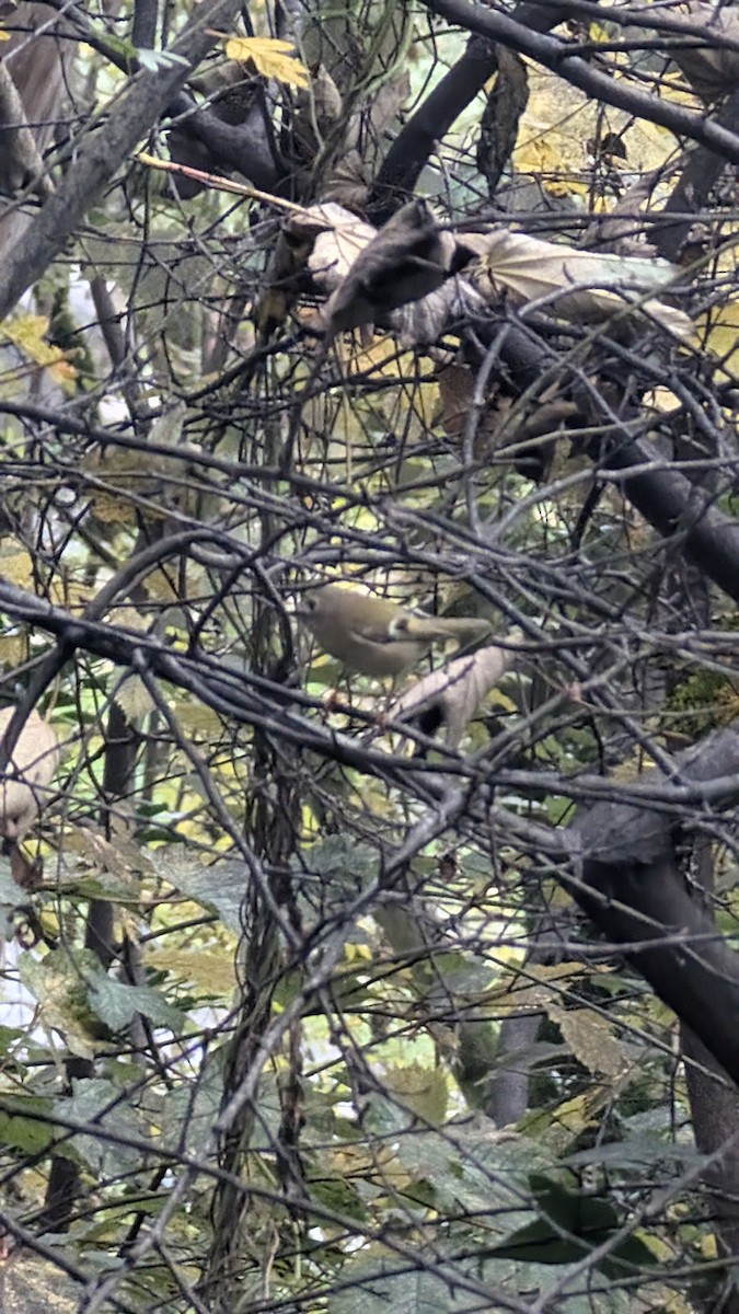 Roitelet huppé - ML644709060