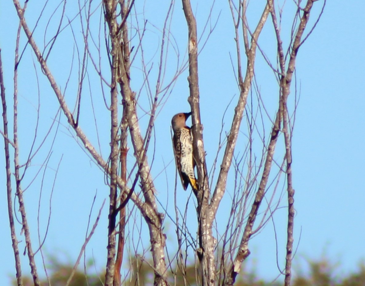 Pic flamboyant - ML644709061