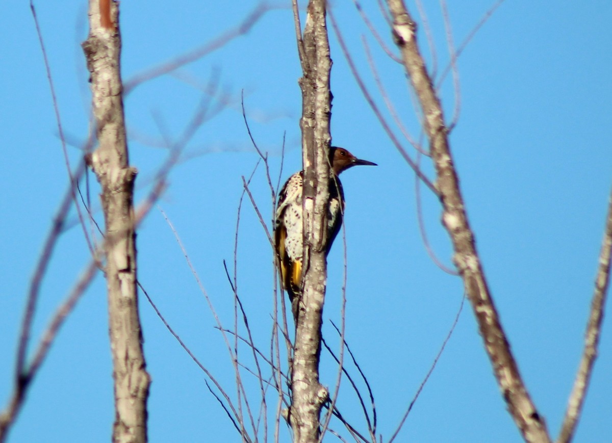 Pic flamboyant - ML644709062