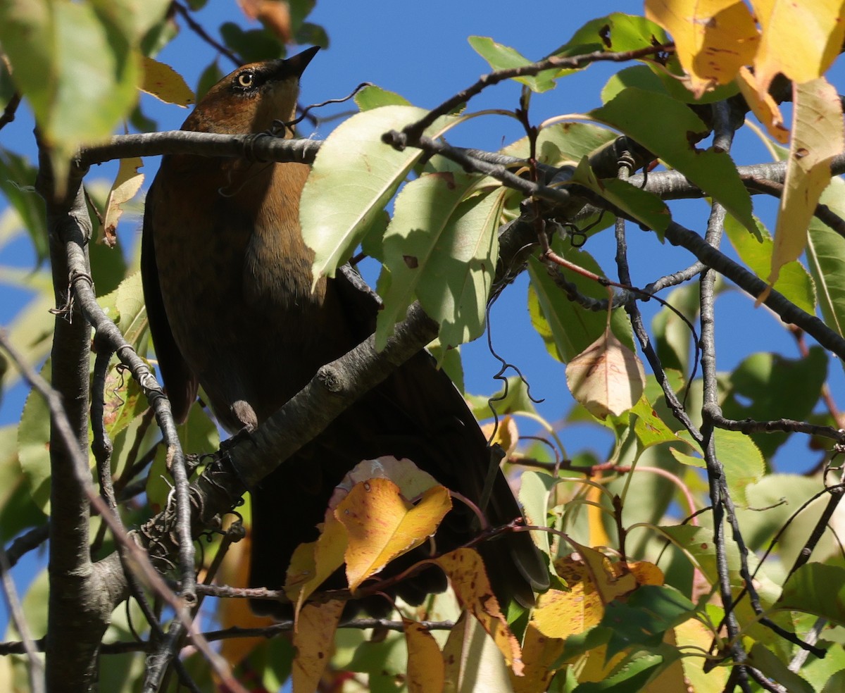 Quiscale rouilleux - ML644709063