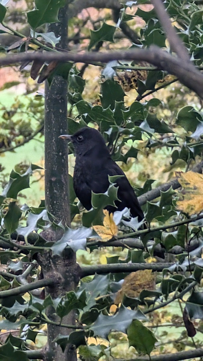 Merle noir - ML644709065