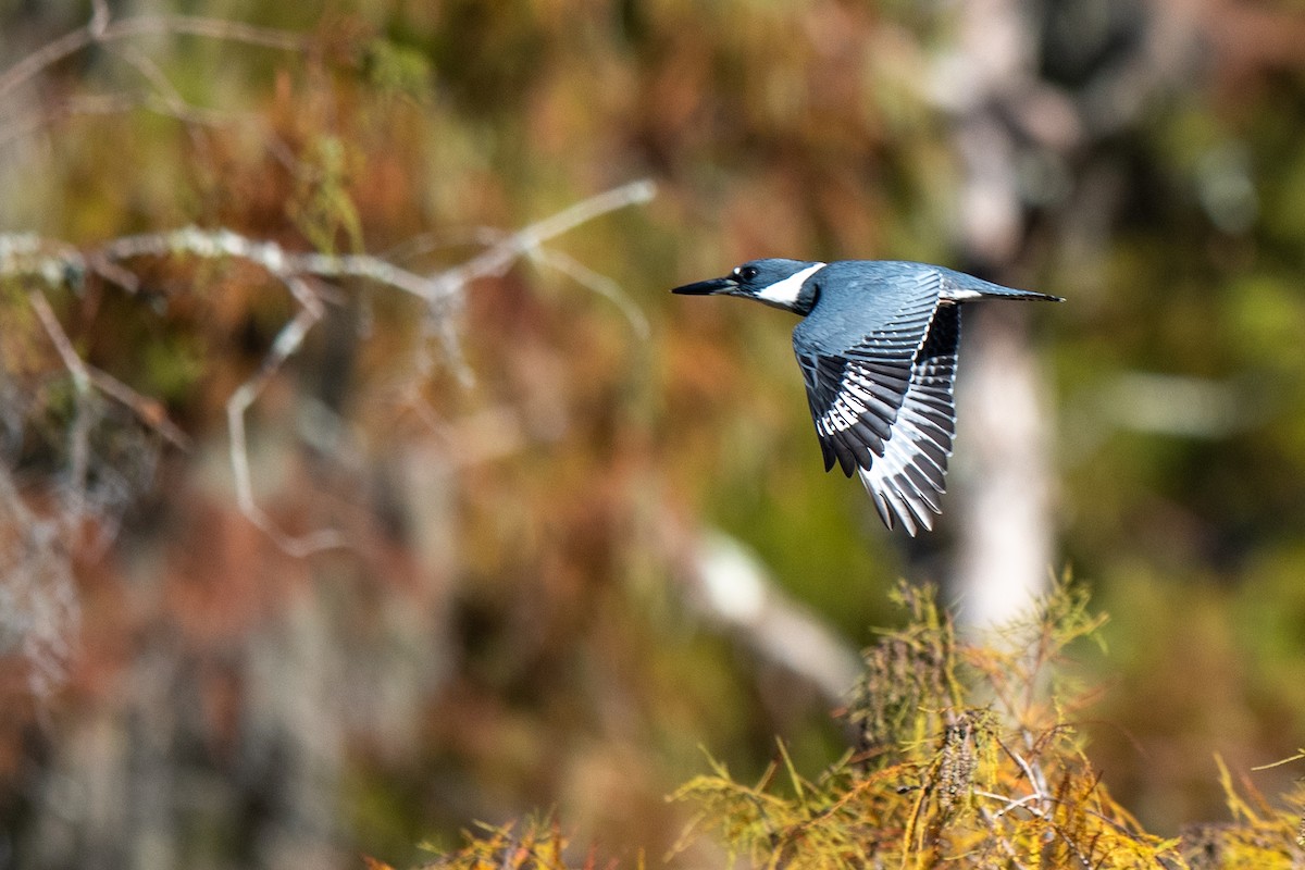 Martin-pêcheur d'Amérique - ML644709066