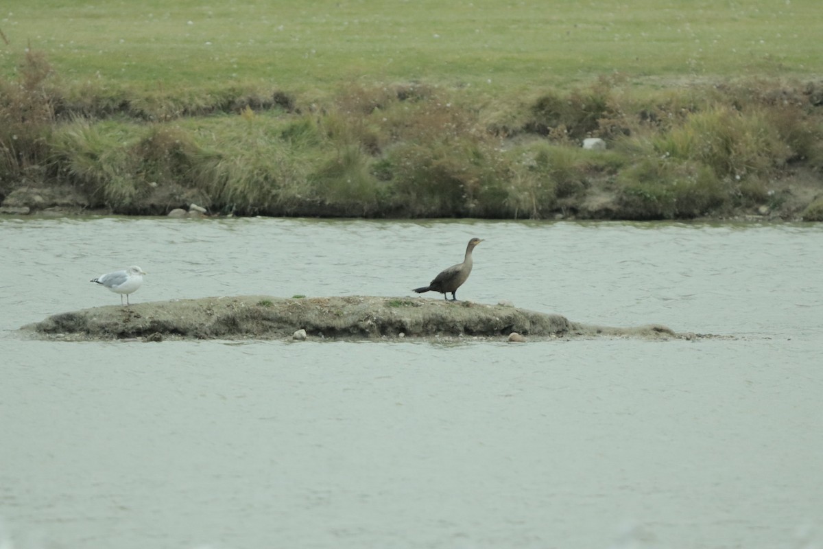Cormoran à aigrettes - ML644709068