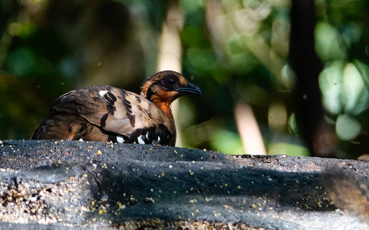 Torquéole de Bornéo - ML644709070