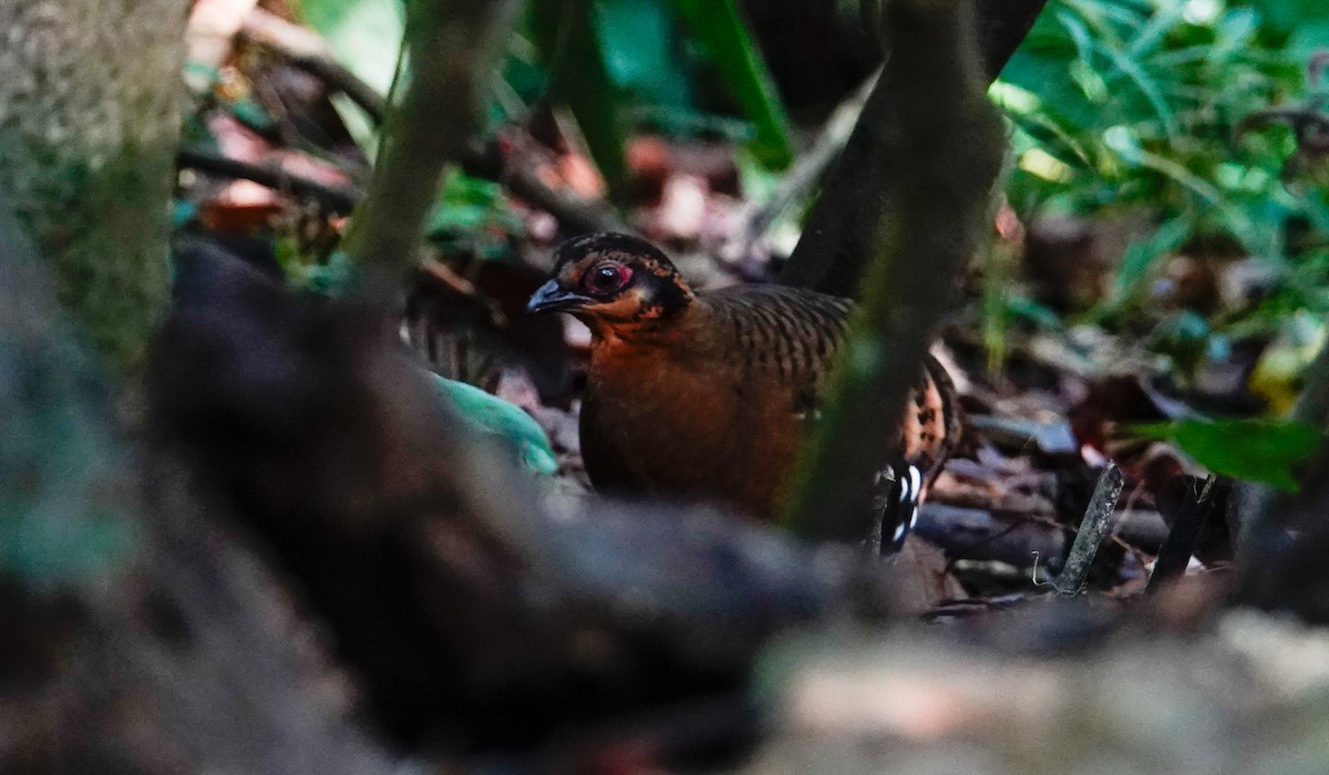 Torquéole de Bornéo - ML644709071