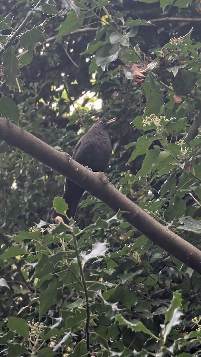 Merle noir - ML644709072