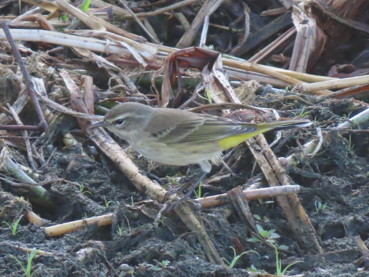 Paruline à couronne rousse - ML644709073