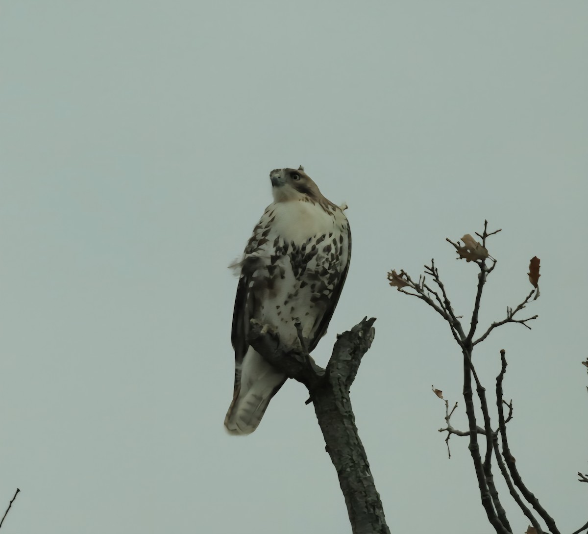 Buse à queue rousse (borealis) - ML644709074