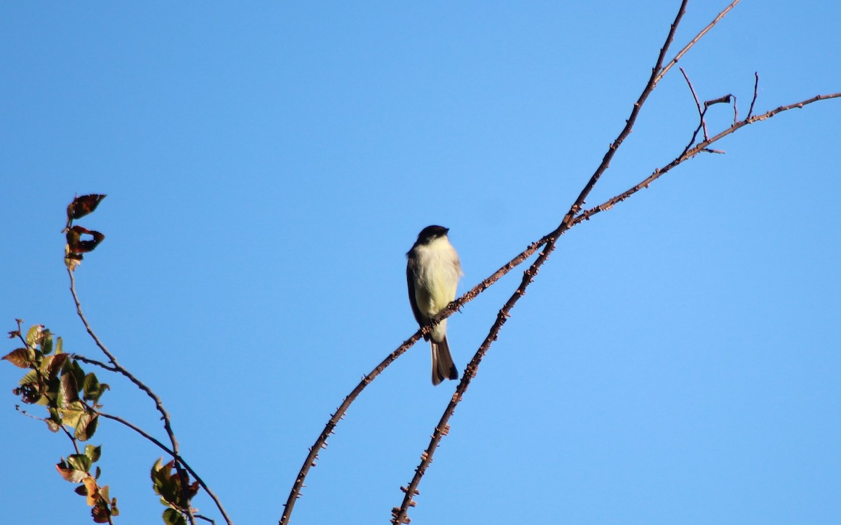 Moucherolle phébi - ML644709075