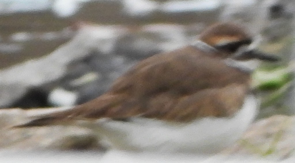 Pluvier kildir - ML644709077