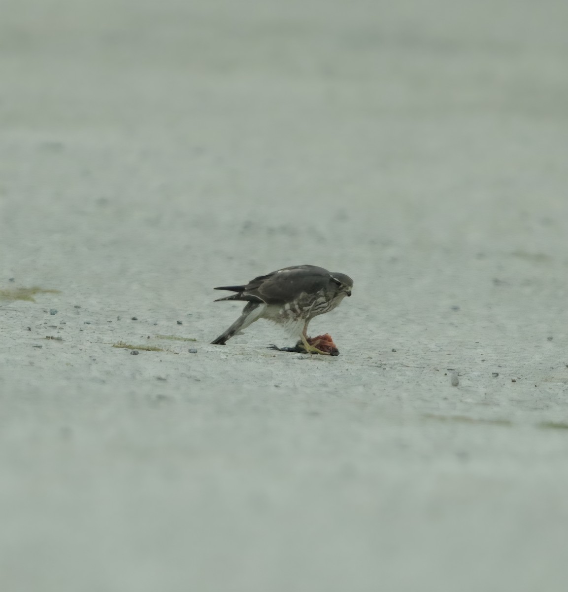 Faucon émerillon - ML644709078