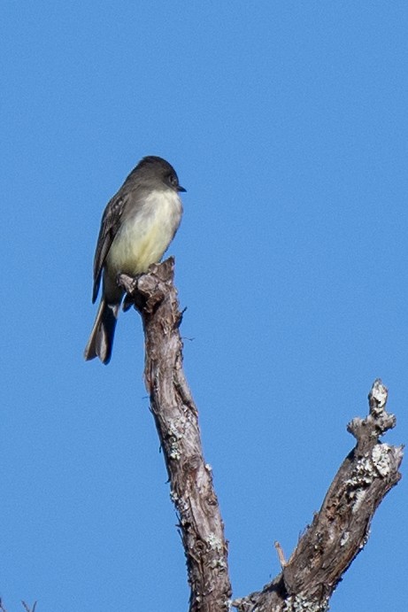 Moucherolle phébi - ML644709080