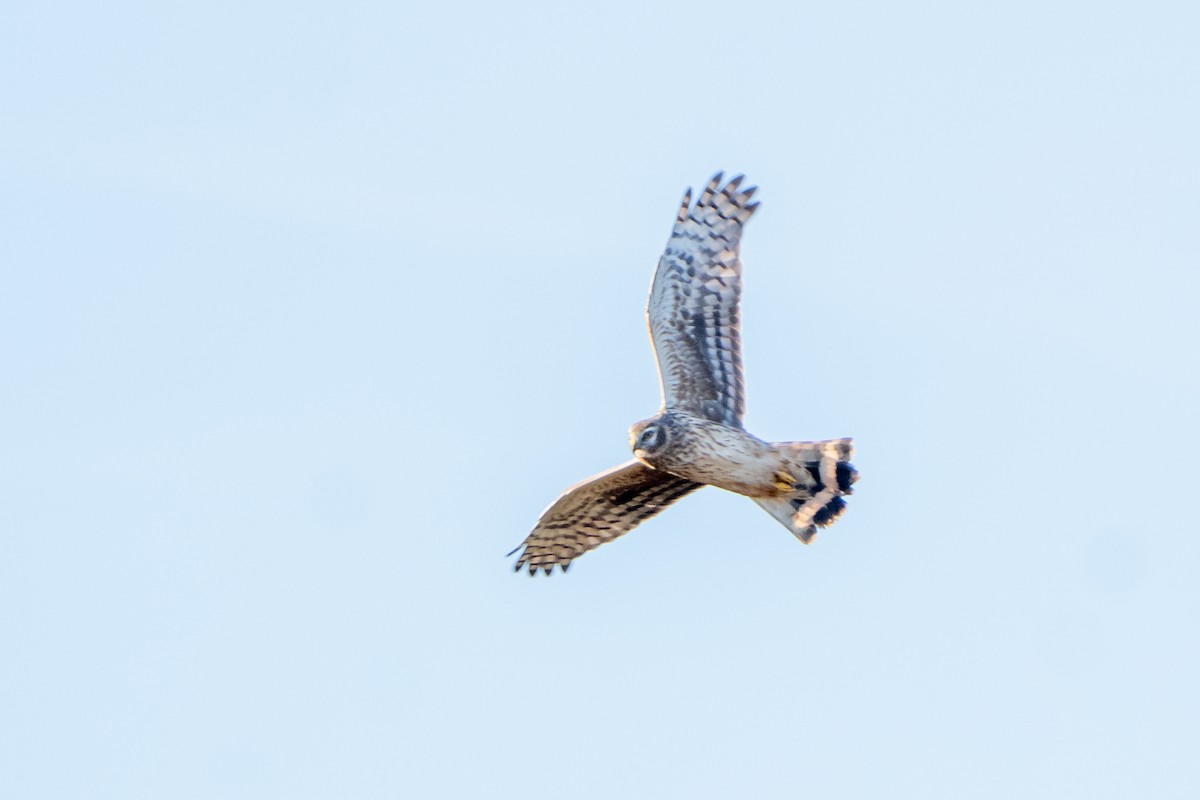 Hen Harrier - ML644709081