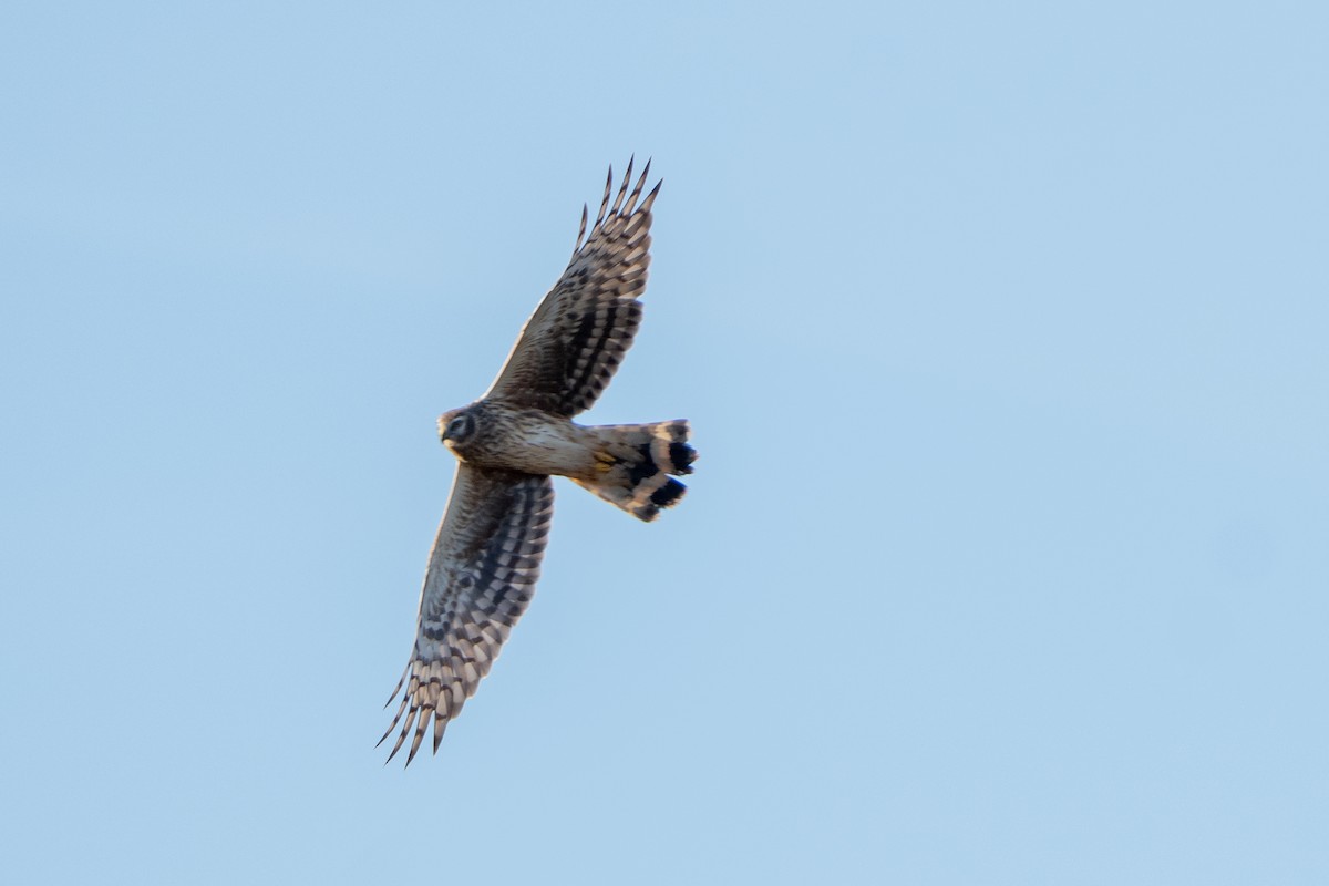 Hen Harrier - ML644709083