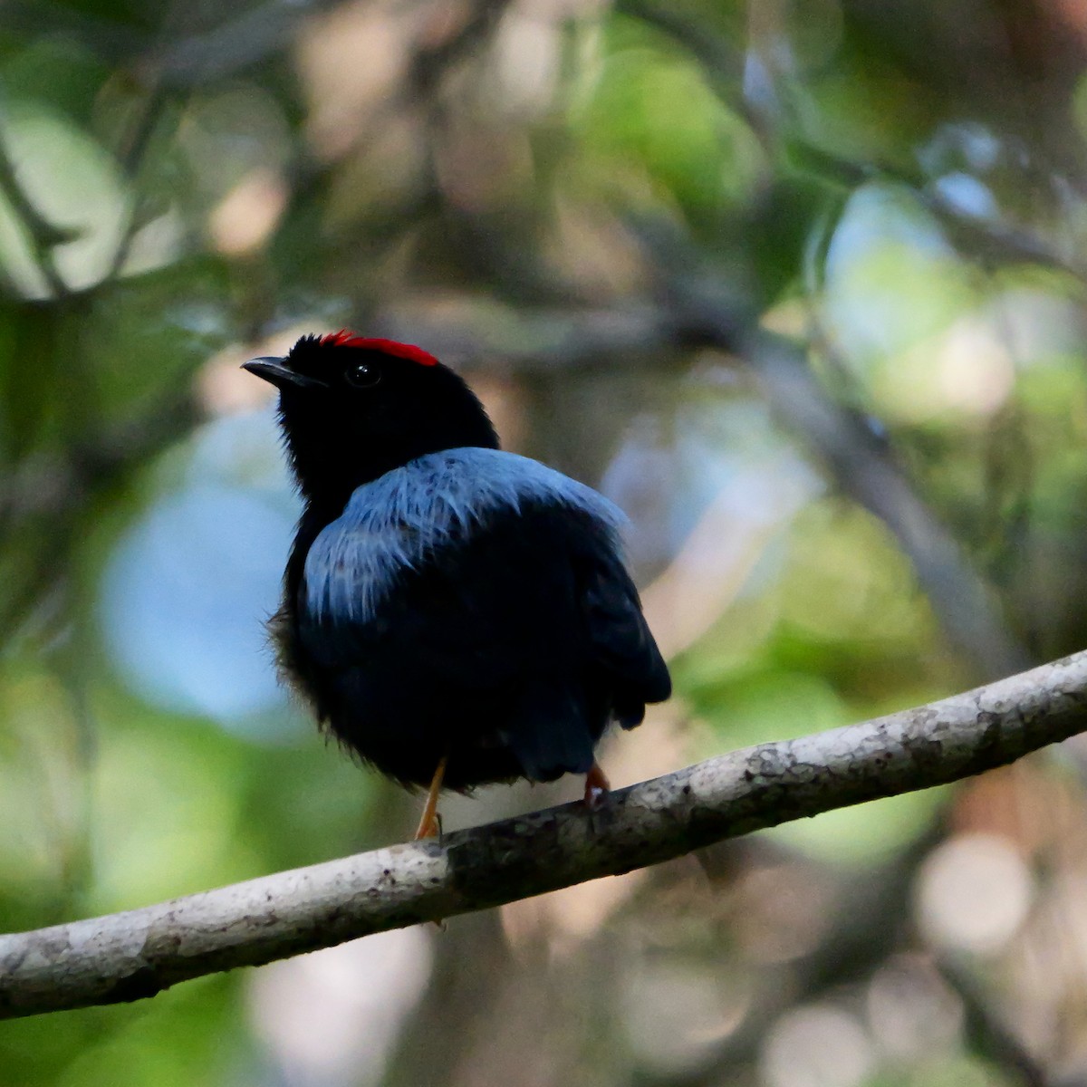 Blue-backed Manakin - ML644709085