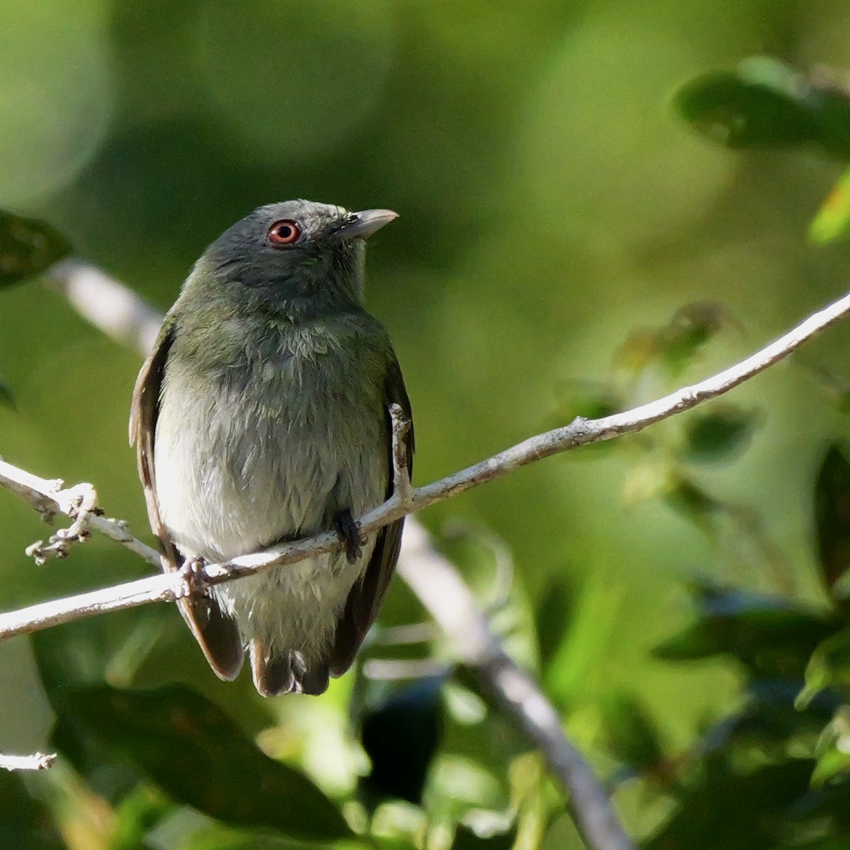 Manakin à tête blanche (cephaleucos) - ML644709087