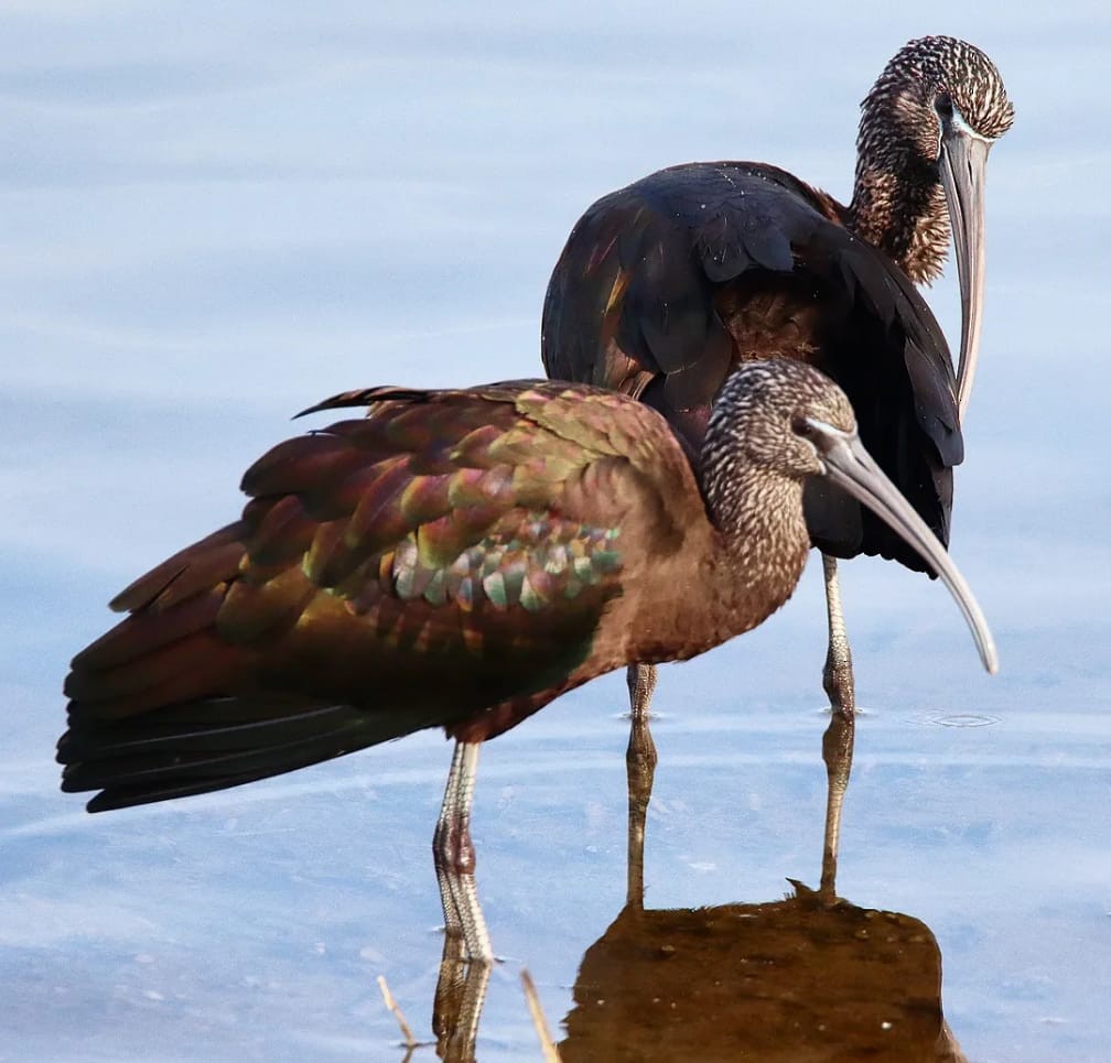 Glossy Ibis - ML644709088