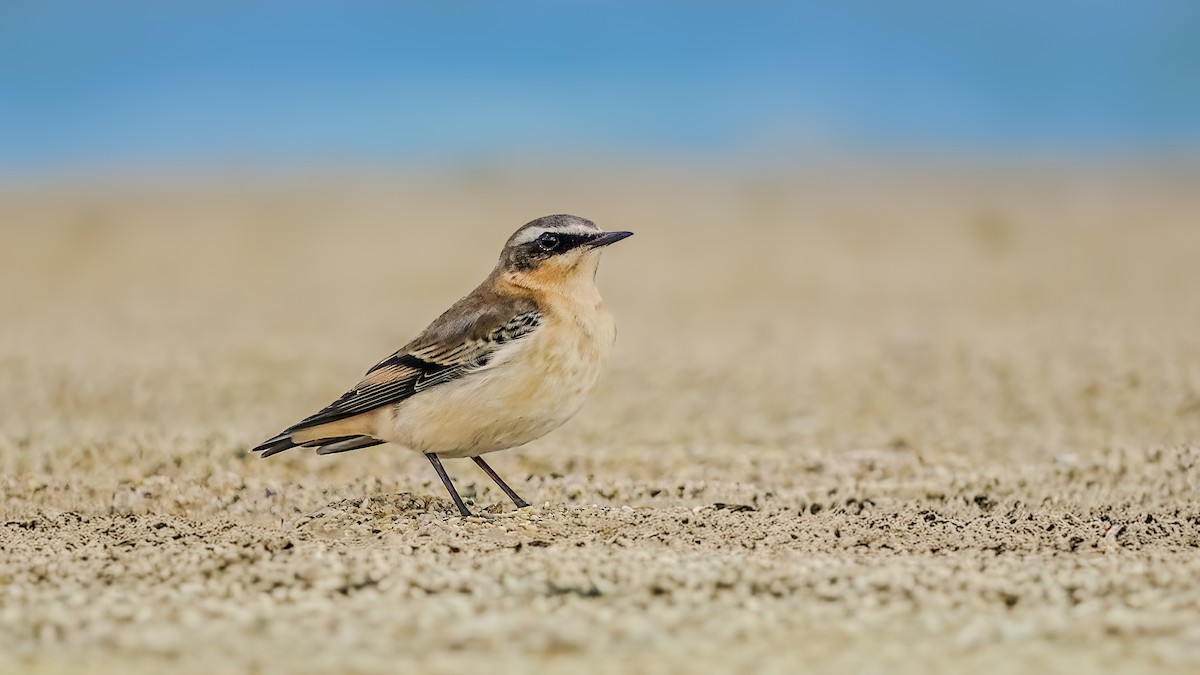 ハシグロヒタキ - ML644709090