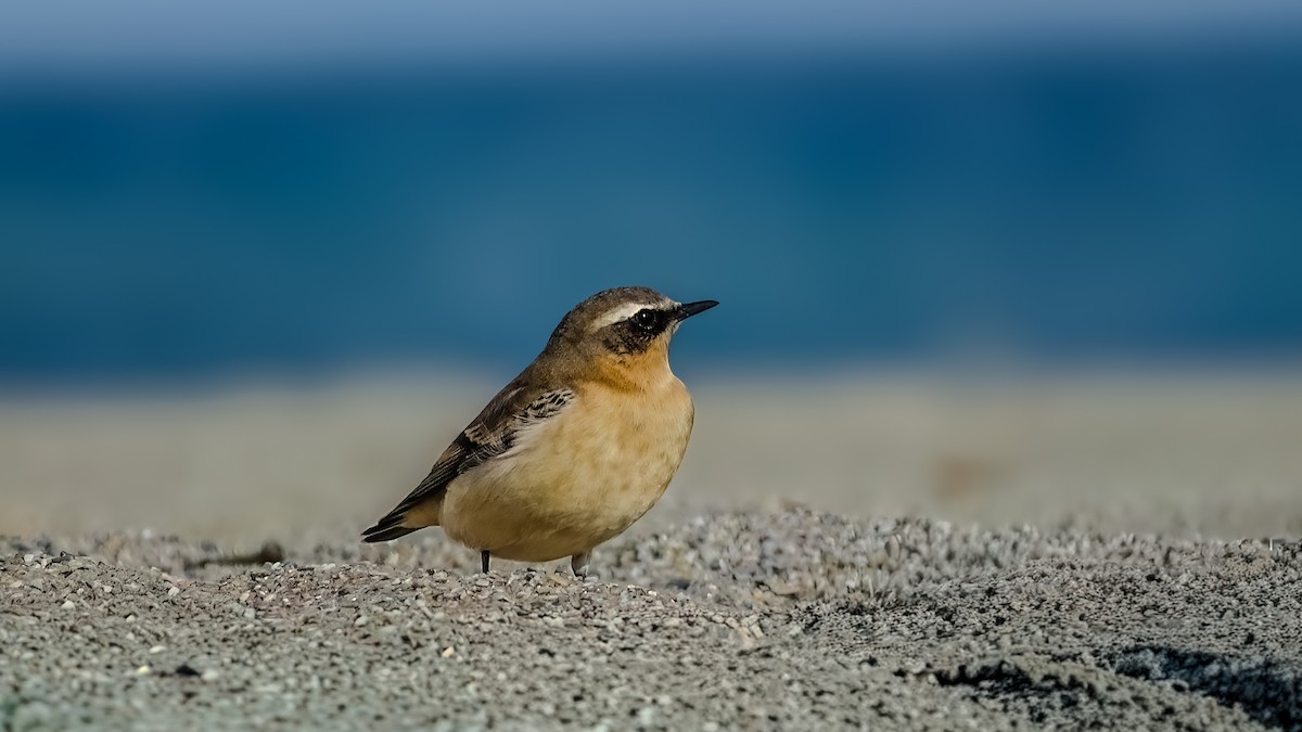 ハシグロヒタキ - ML644709091