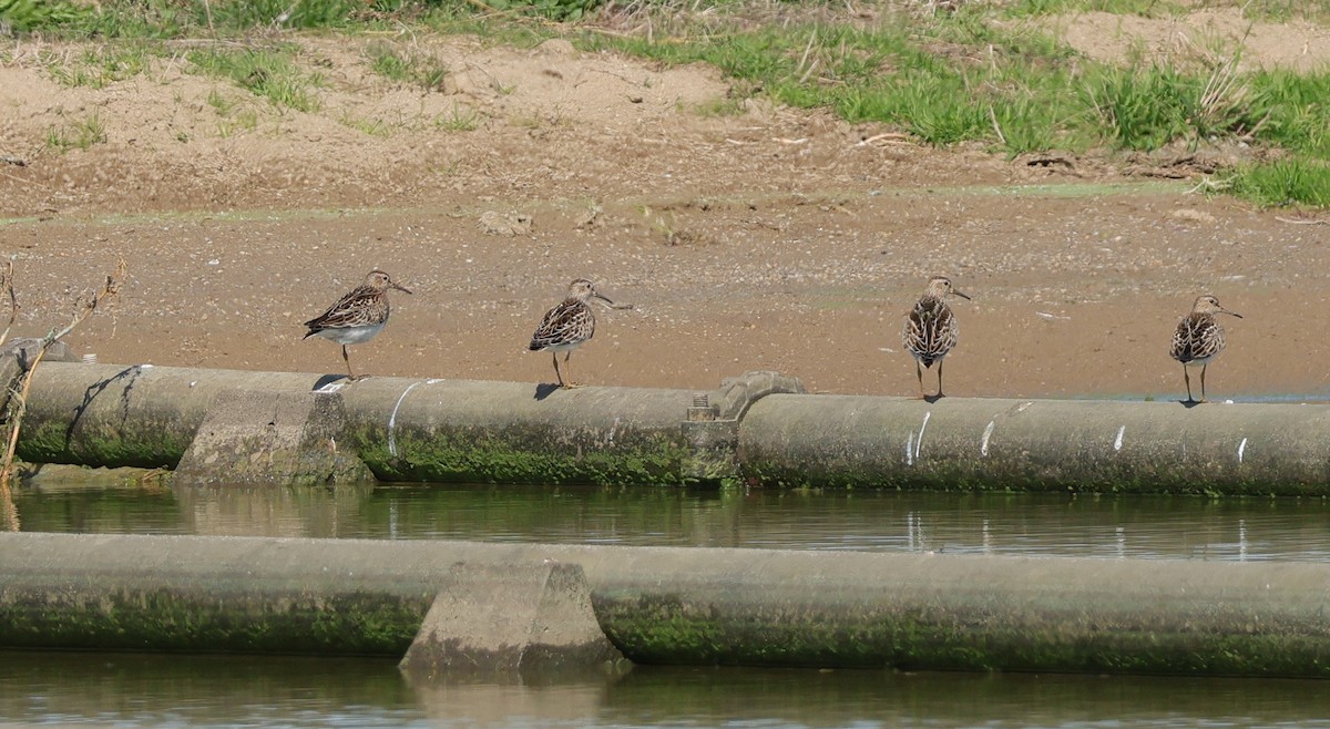 Txirri pektorala - ML644709094