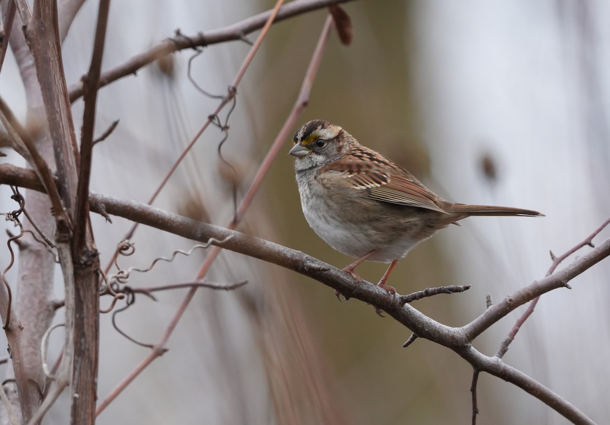 White-throated Sparrow - ML644709117