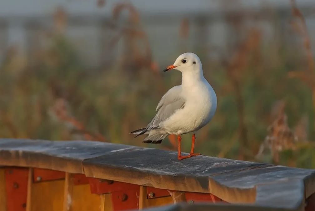 Black-headed Gull - ML644709139