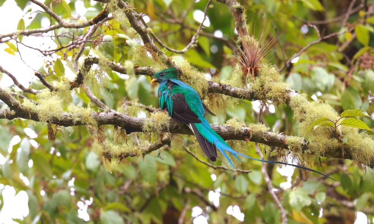 Quetzal resplendissant - ML644709146