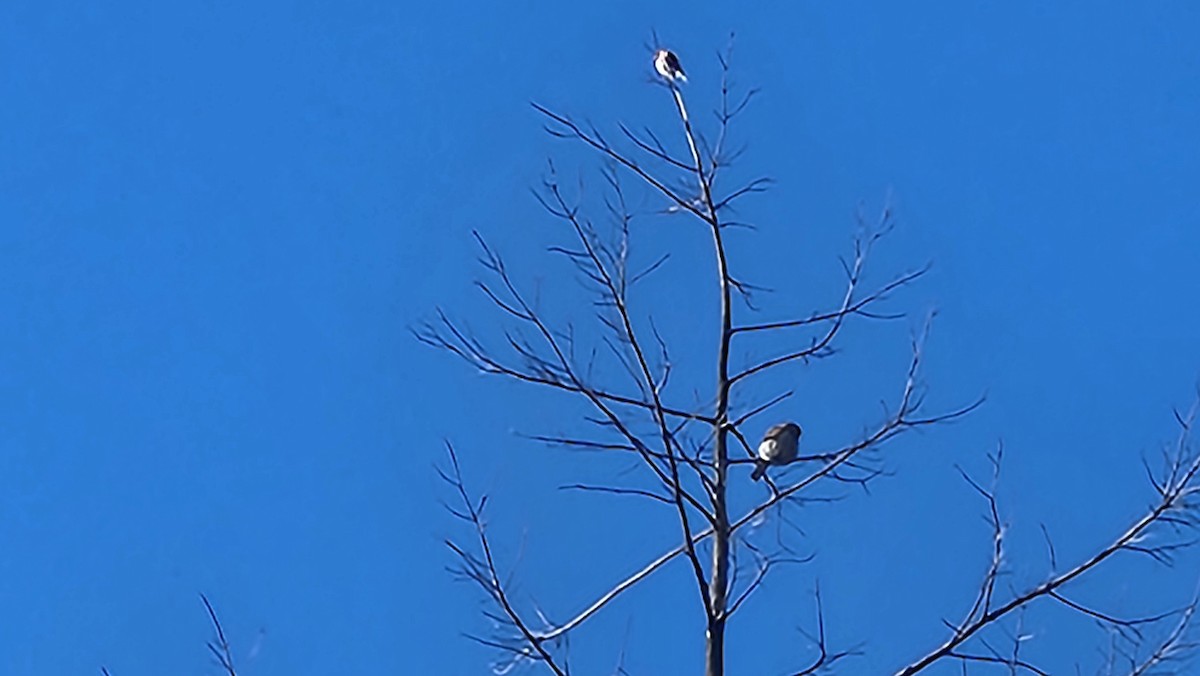 Northern Pygmy-Owl - ML644709151