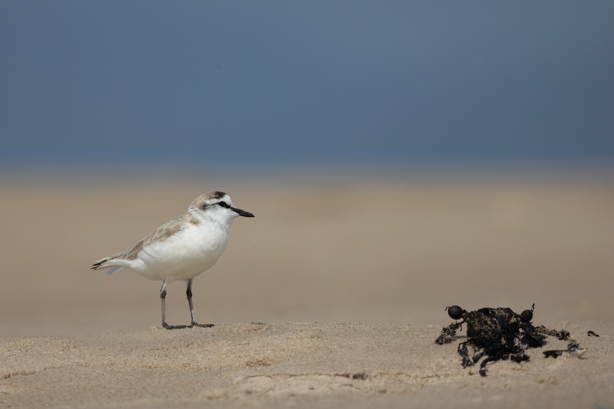 White-fronted Plover - ML644709152
