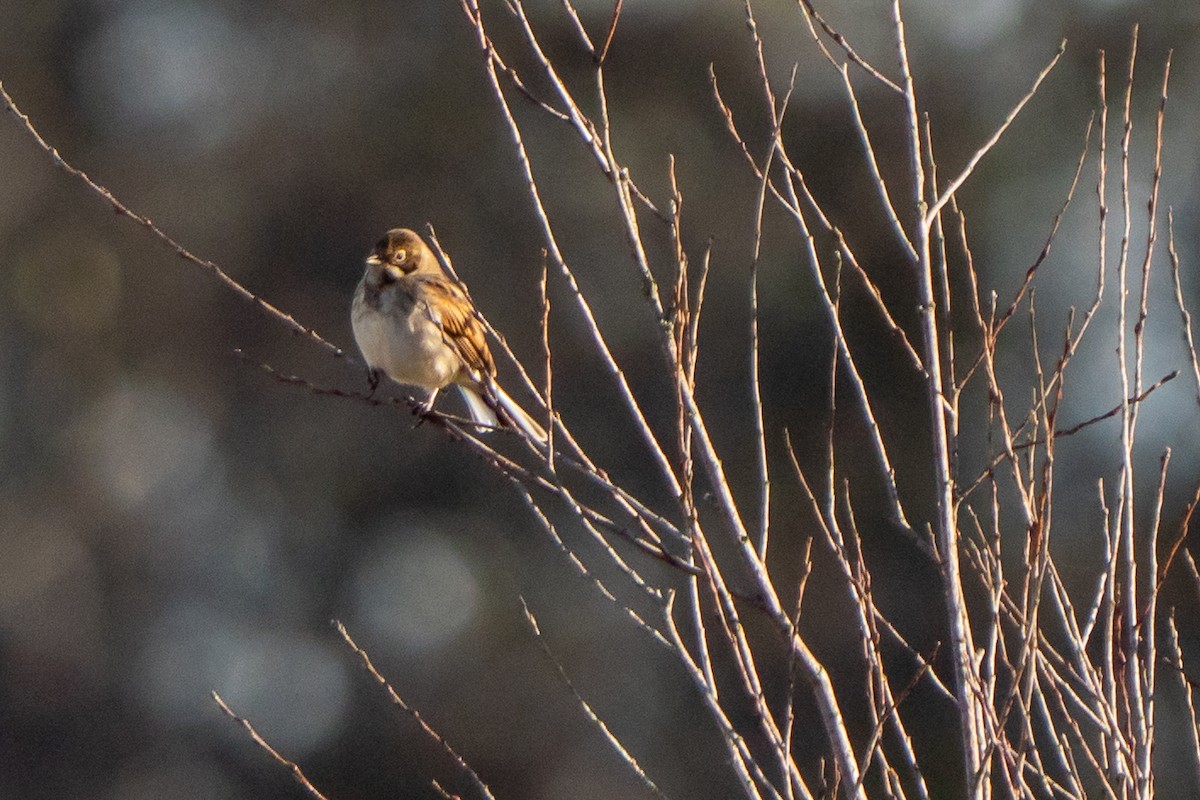 Reed Bunting - ML644709172