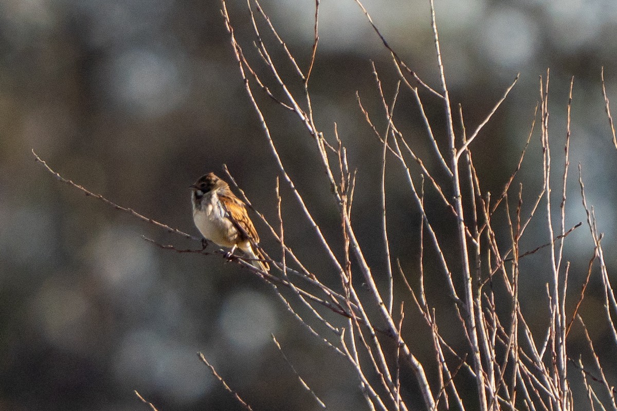 Reed Bunting - ML644709173
