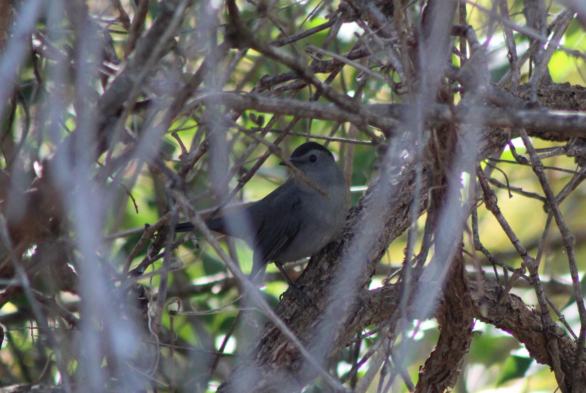 Miaulari grisa - ML644709179