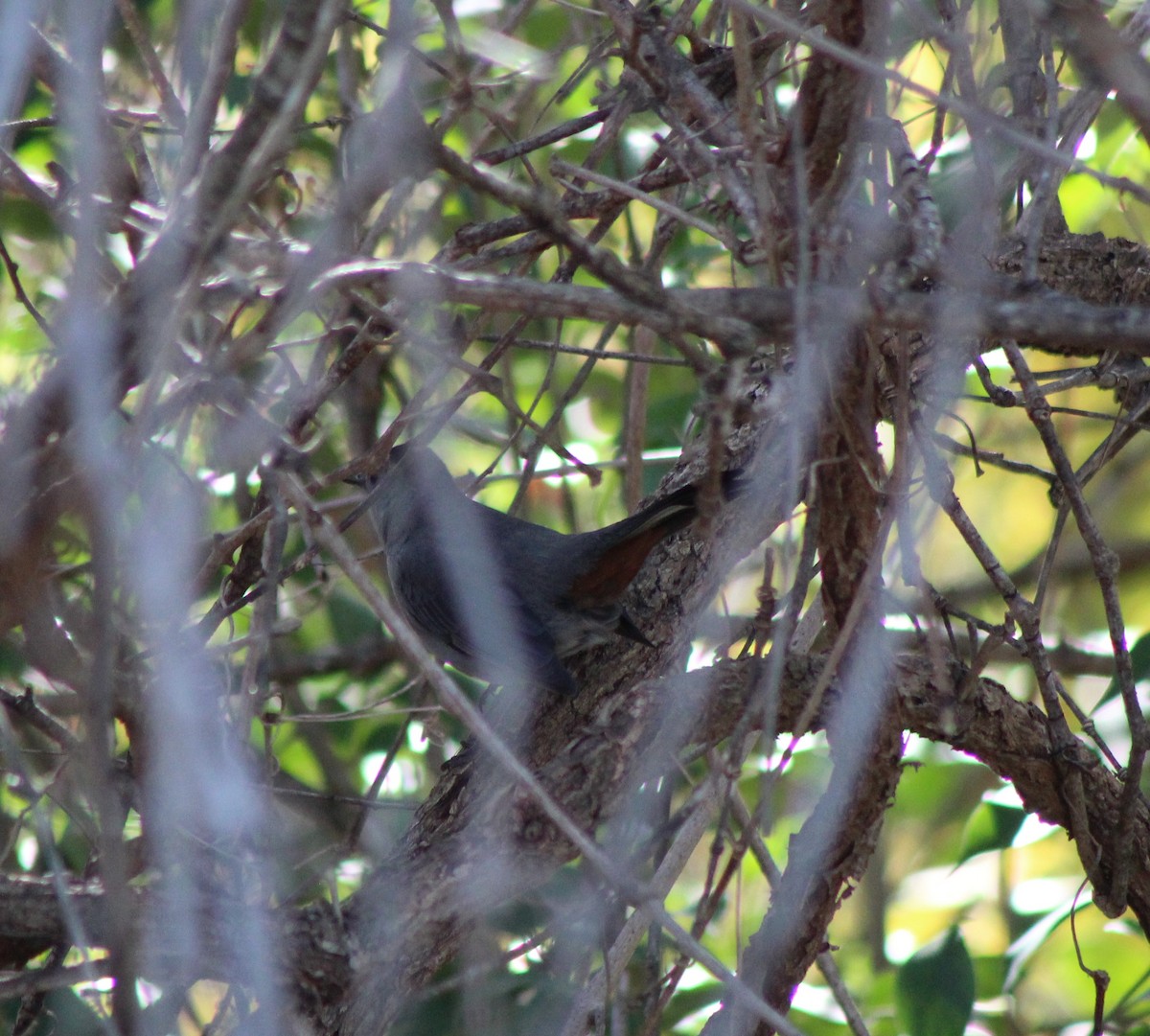 Miaulari grisa - ML644709180