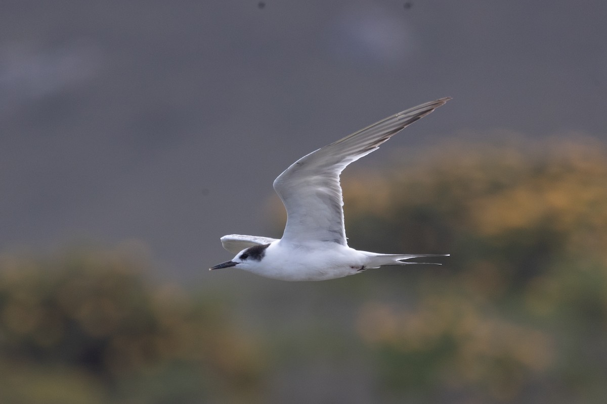 Sterne caugek (sandvicensis) - ML644709182