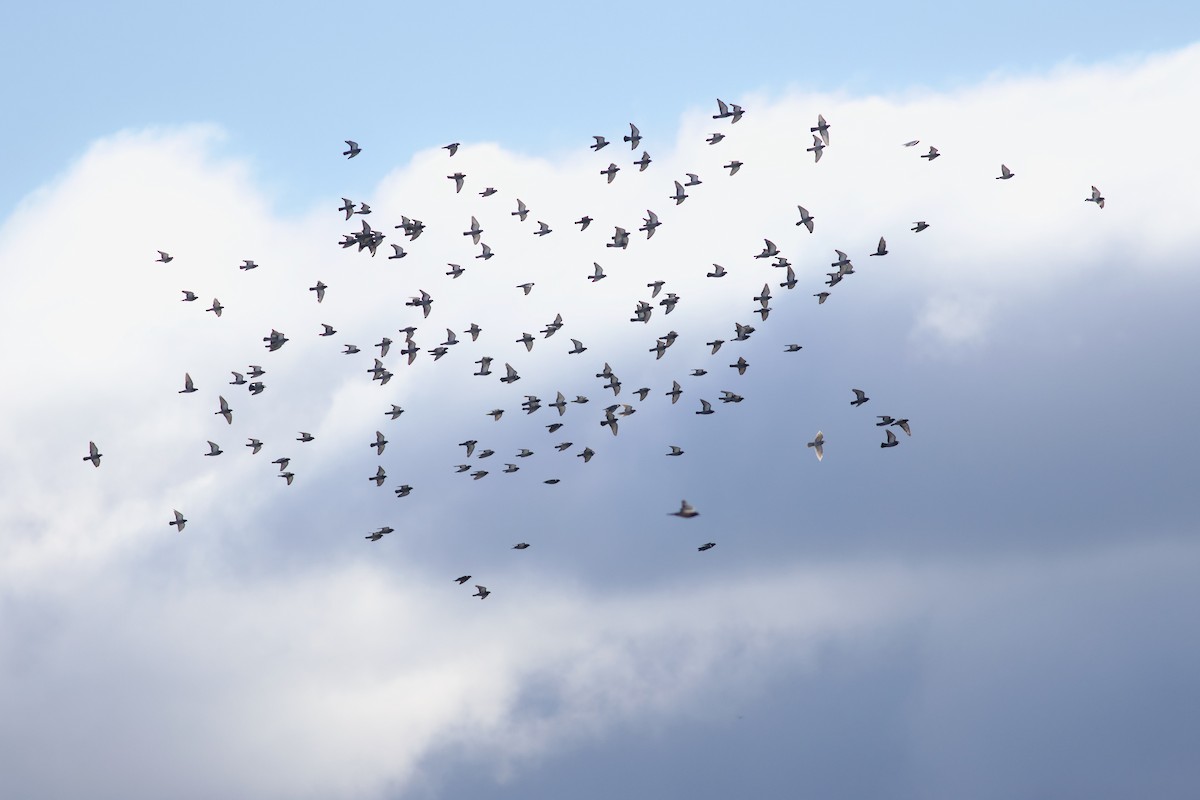 Felsentaube (Straßentaube) - ML644709189