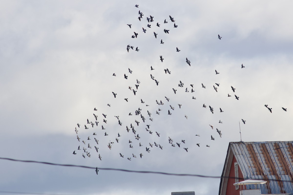 Felsentaube (Straßentaube) - ML644709190