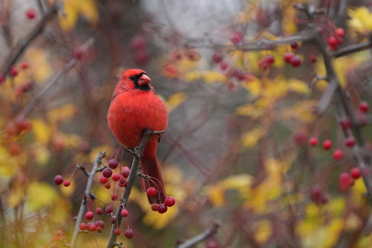 Northern Cardinal - ML644709205
