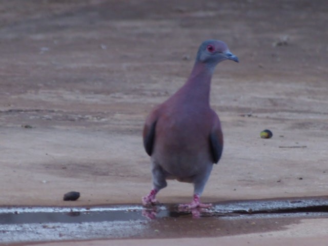 Pale-vented Pigeon - ML644709221