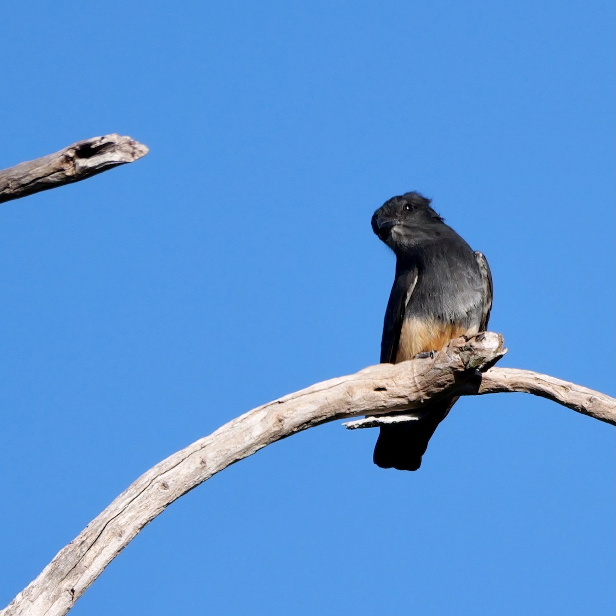 Barbacou à croupion blanc - ML644709223