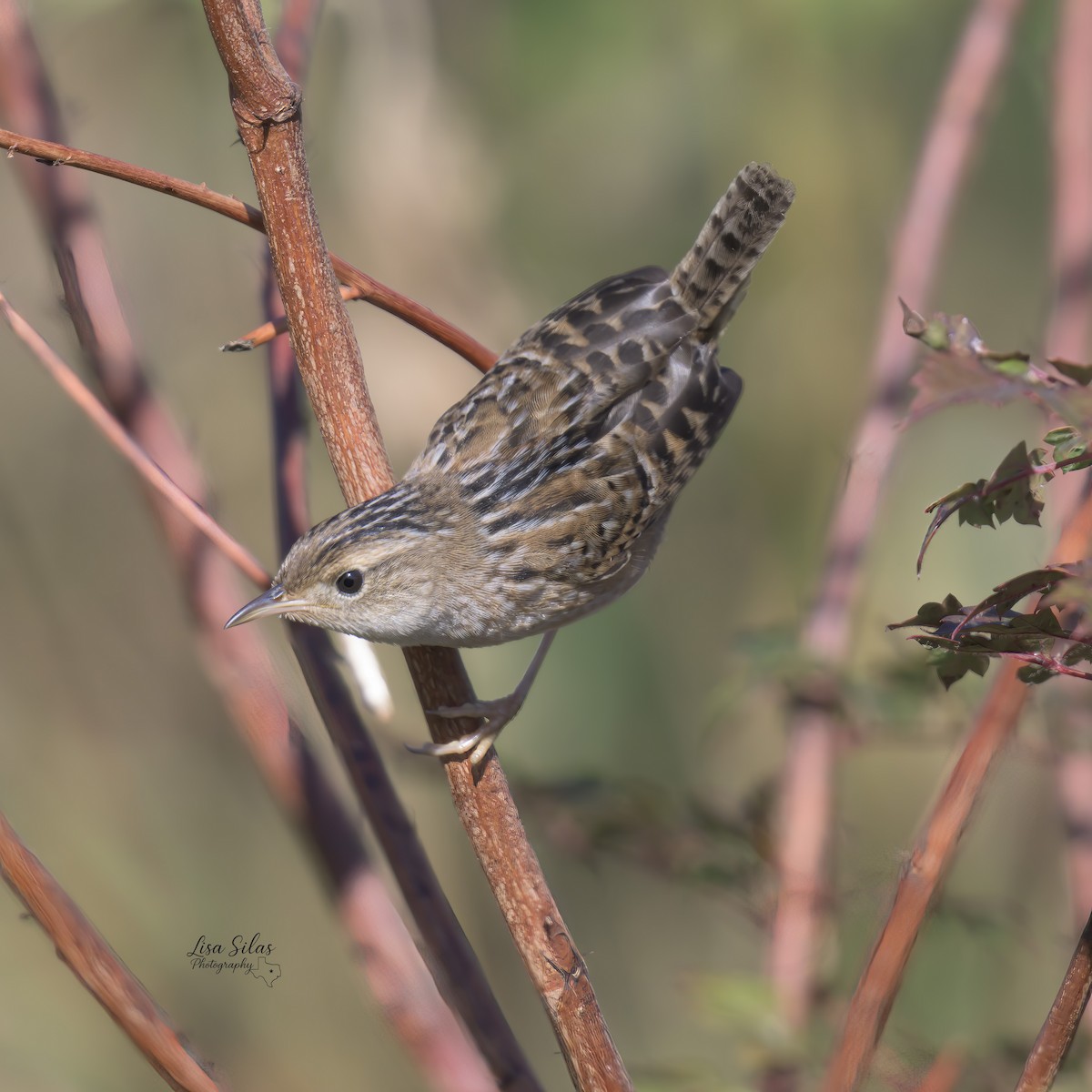 Sedge Wren - ML644709227