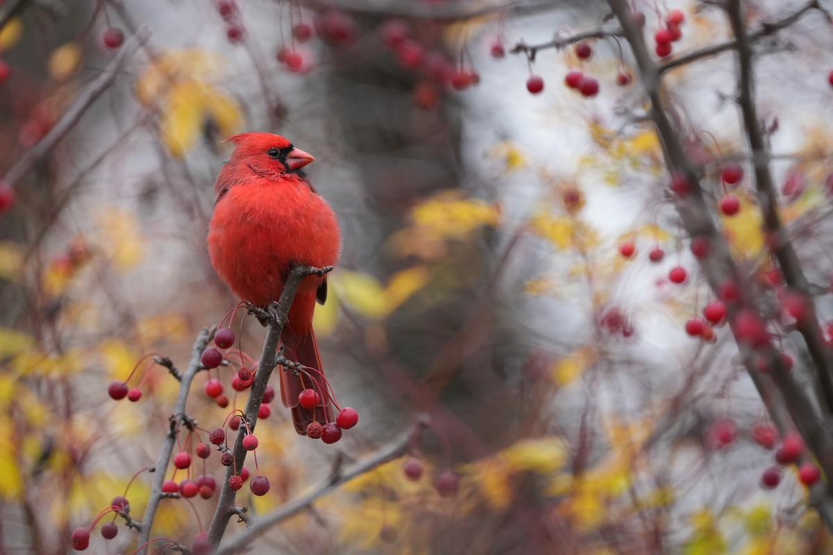 ショウジョウコウカンチョウ - ML644709228